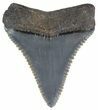 Serrated, Fossil Great White Shark Tooth - Georgia #61626-1